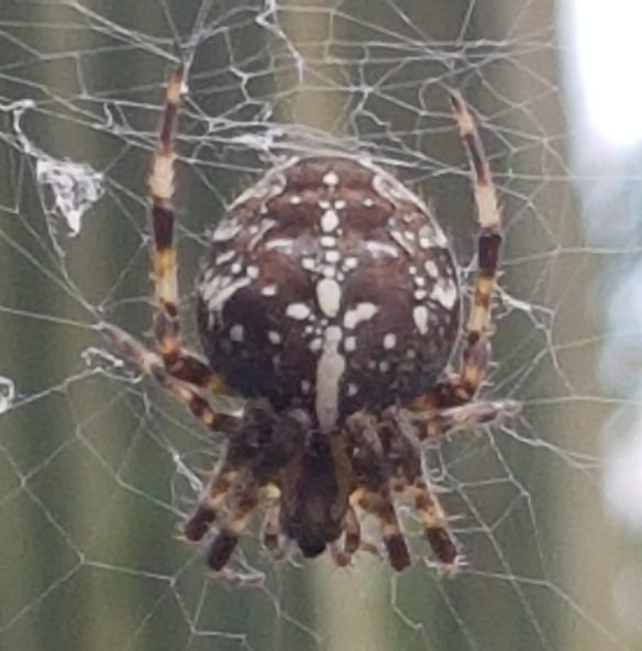 very pretty spider in web